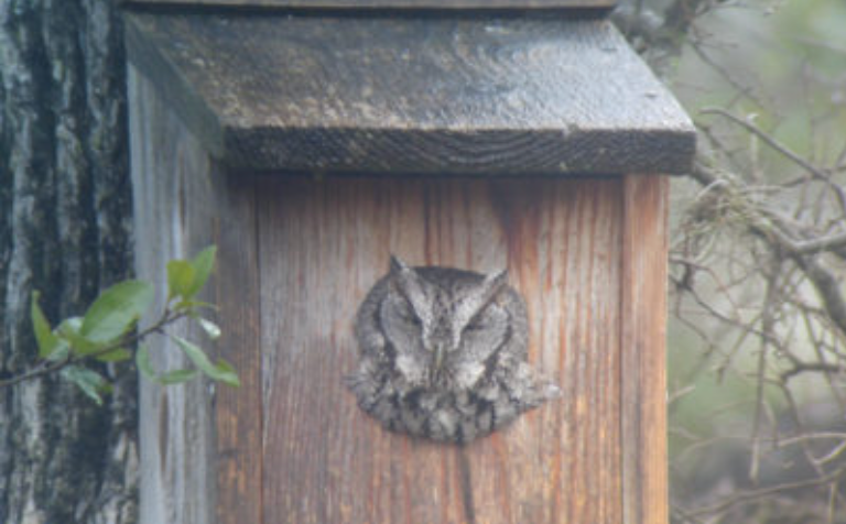 Owl in her nesting box